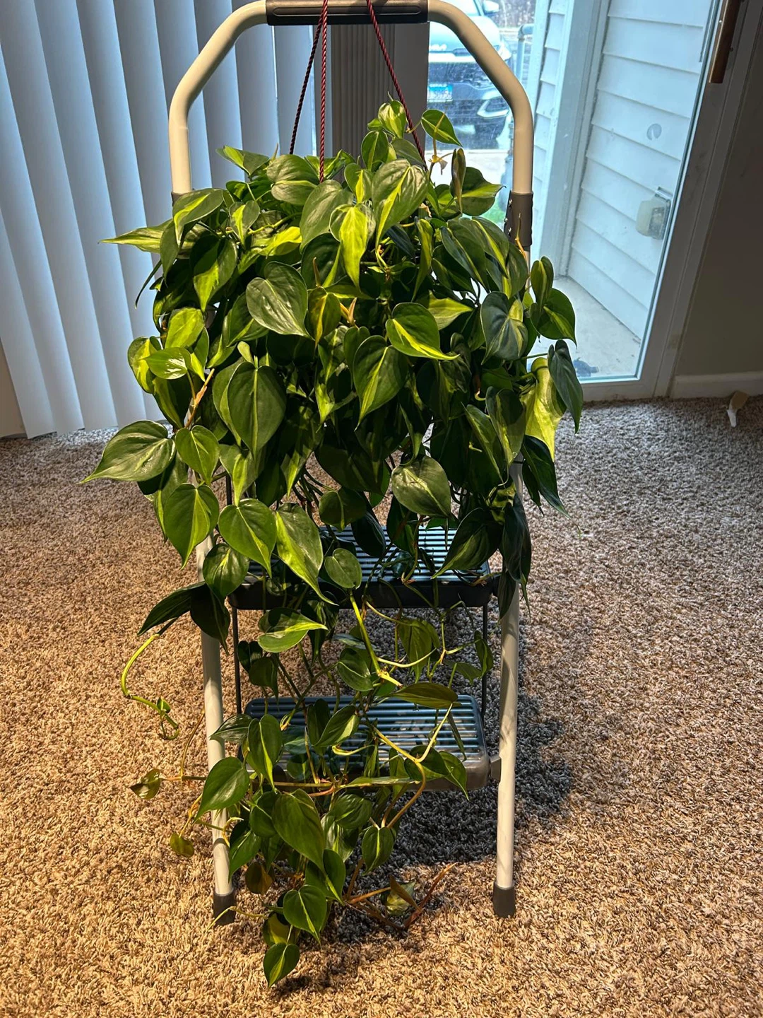 Brazil Pothos Hanging Plant - photo 3