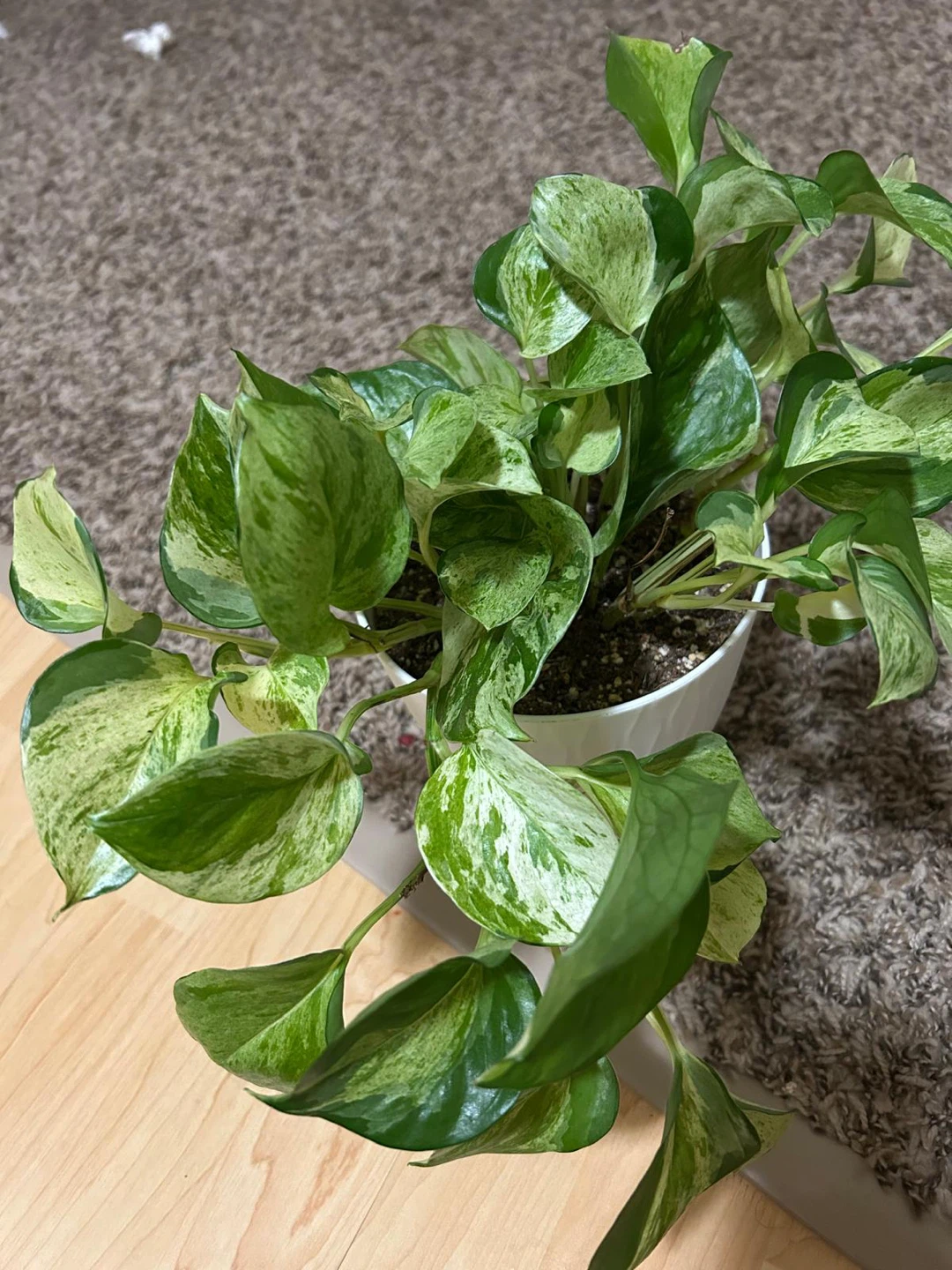Manjula Plant in White Pot - photo 5