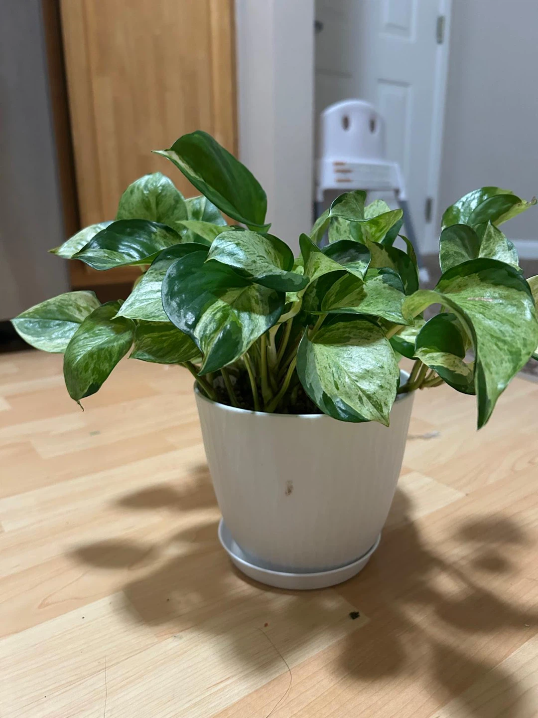Manjula Plant in White Pot - photo 3