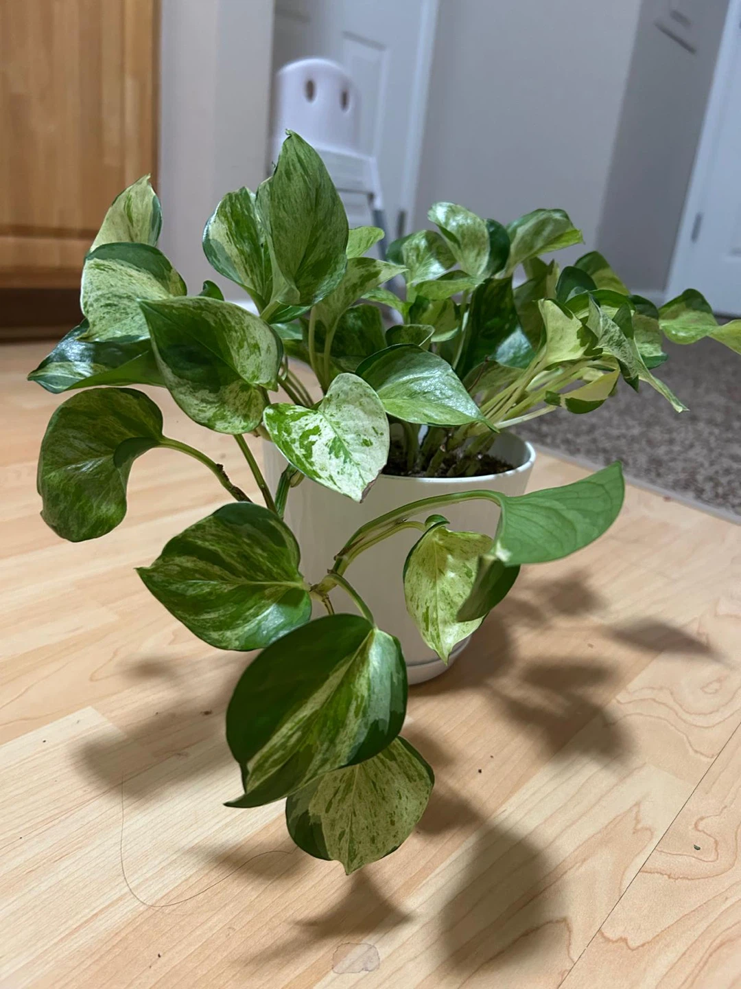Manjula Plant in White Pot - photo 4