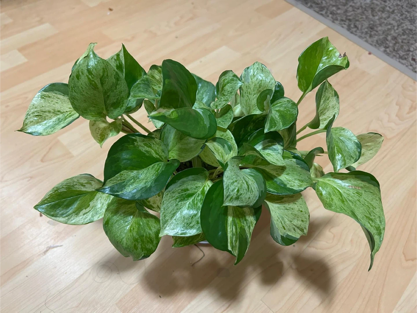 Manjula Plant in White Pot
