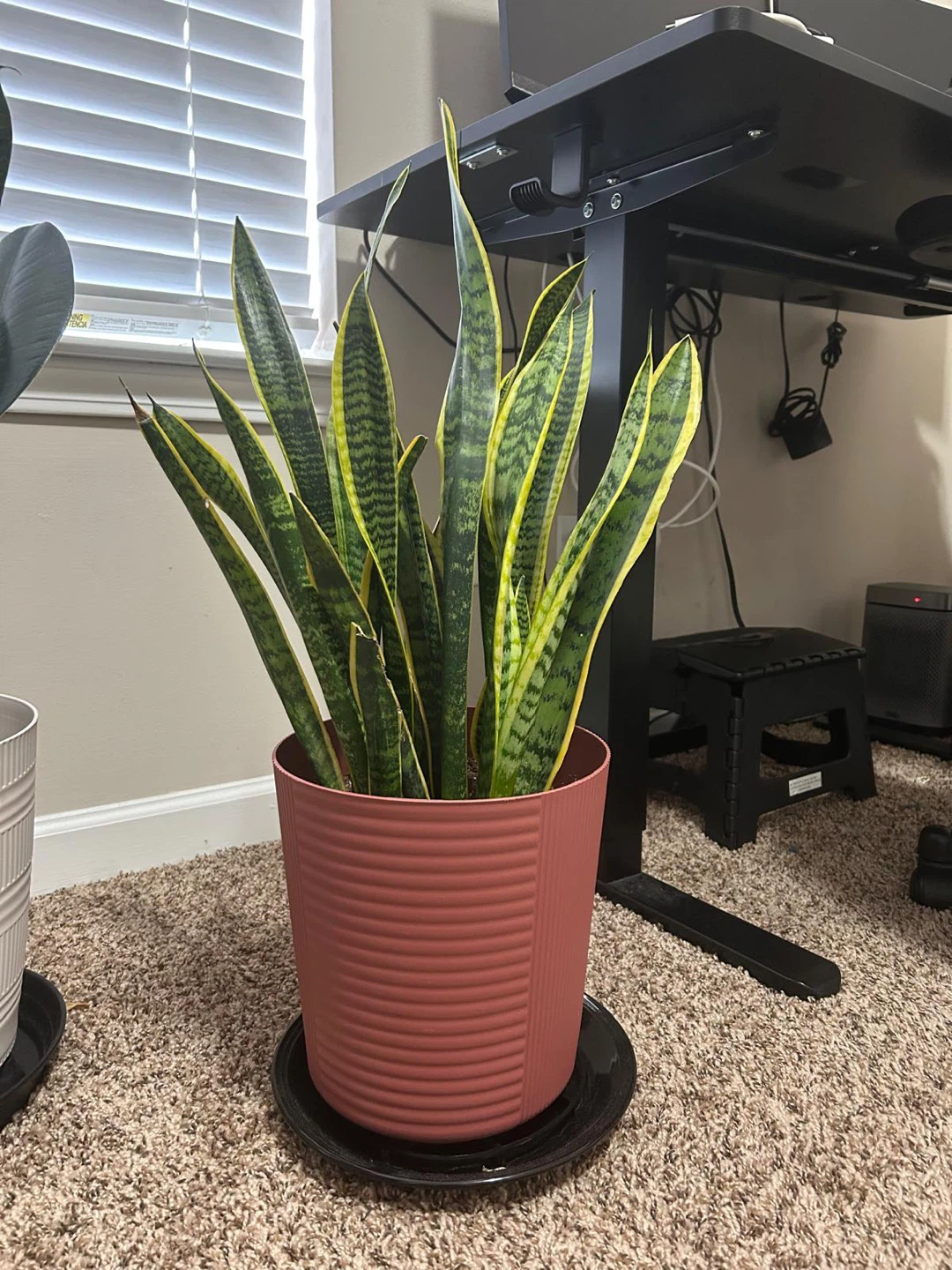 Snake Plant in Decorative Pot - photo 2