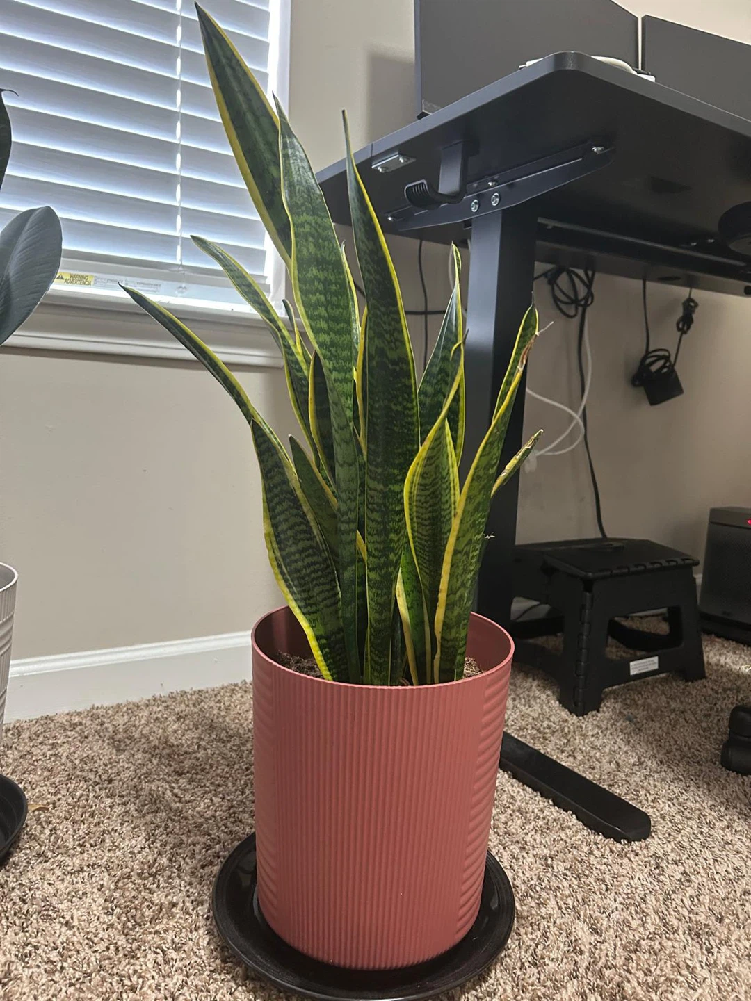 Snake Plant in Decorative Pot