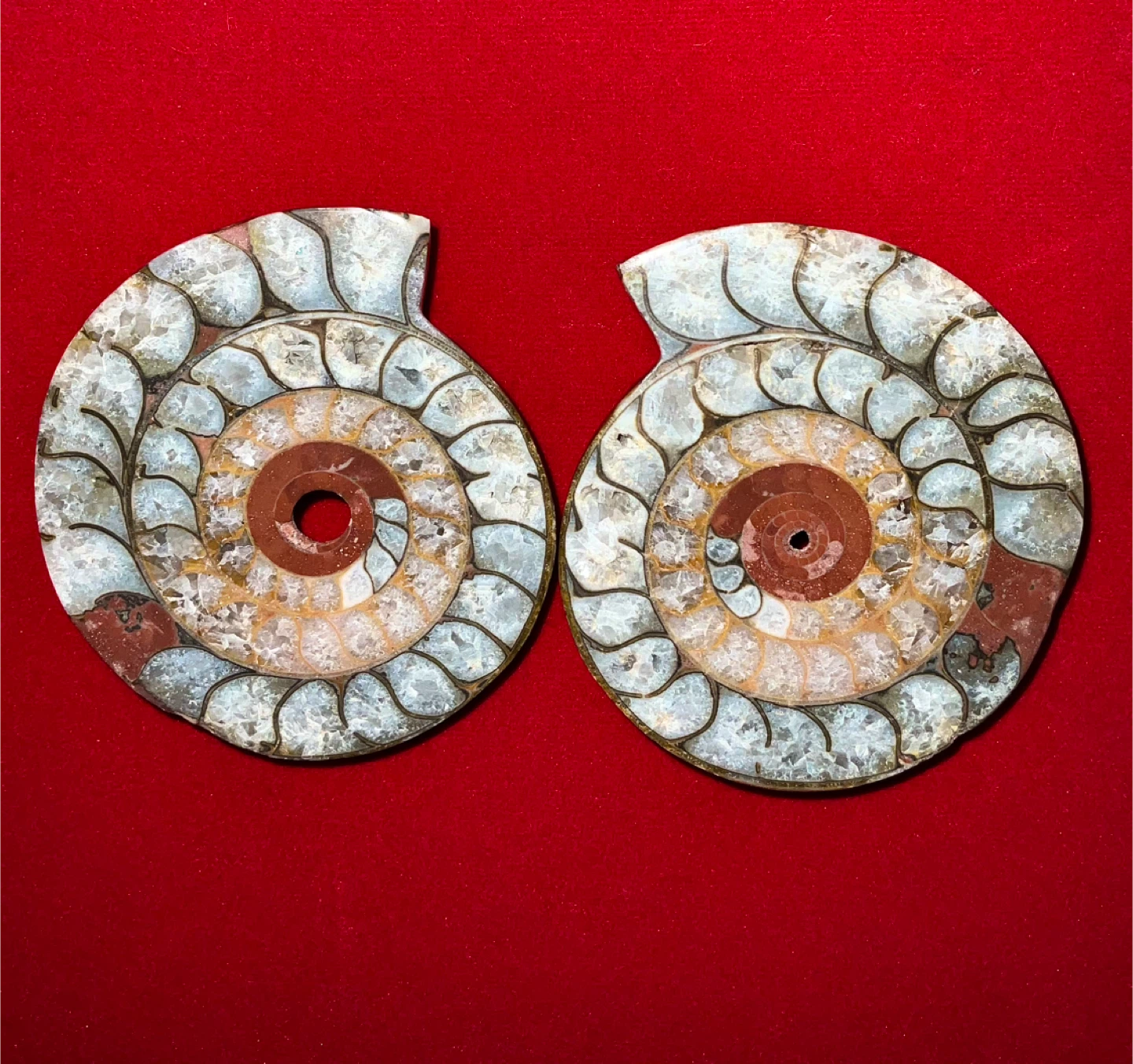 Pair of Indonesian Ammonite Fossils