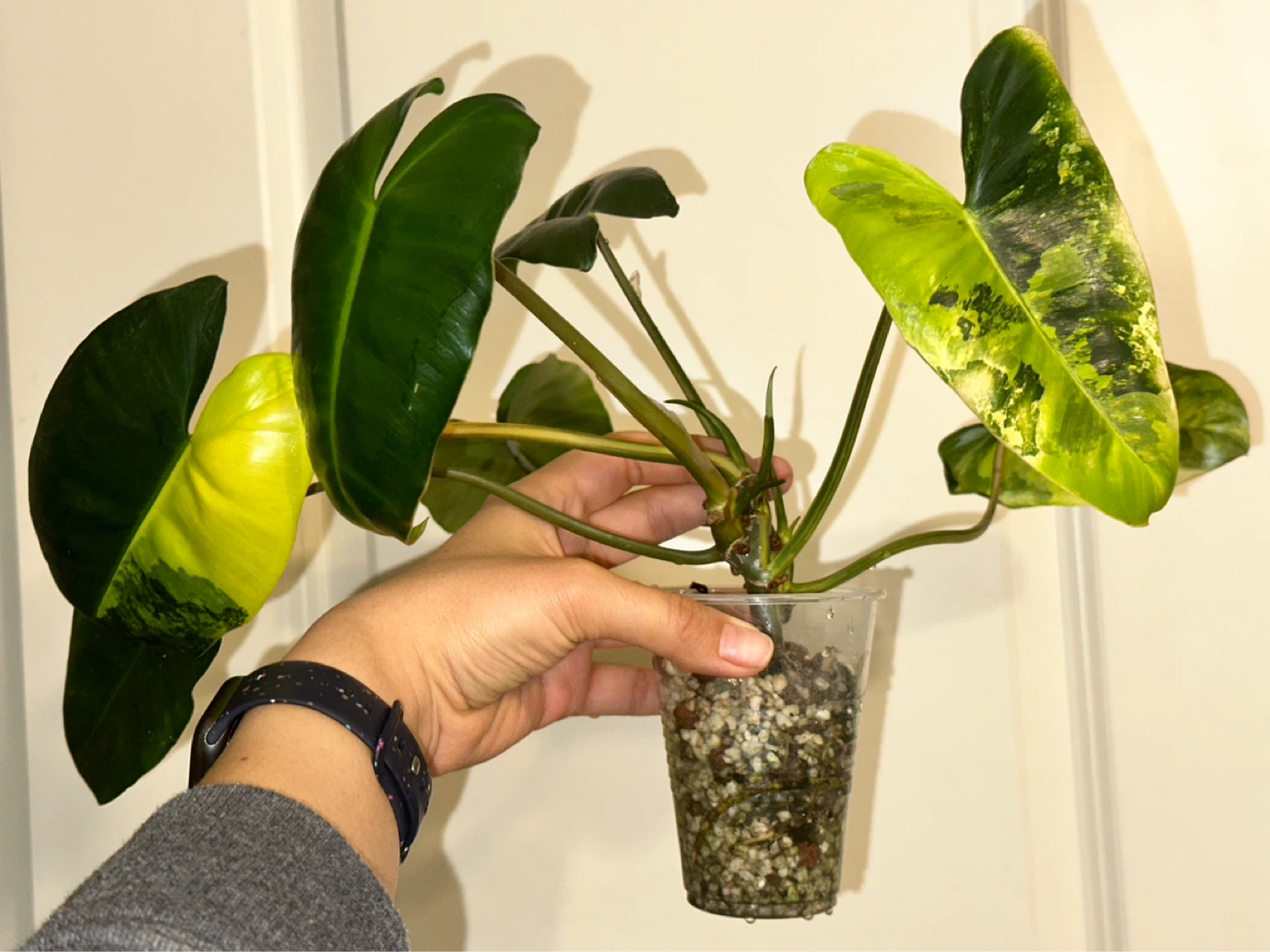 Philodendron Burle Marx Variegated Plant