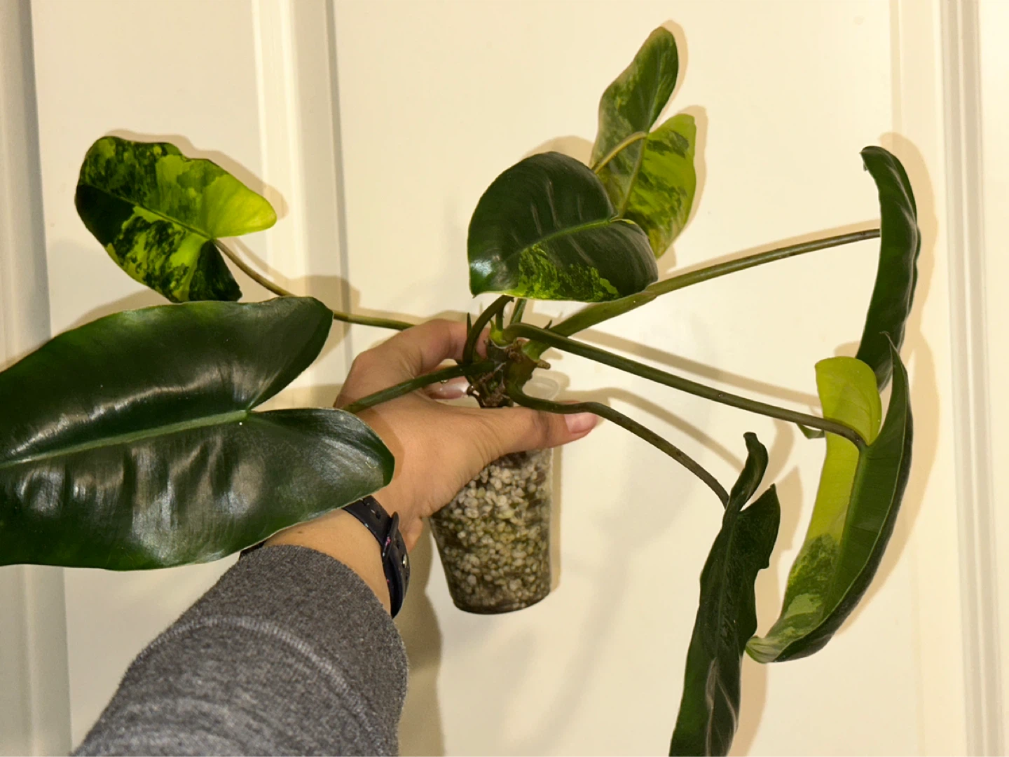 Philodendron Burle Marx Variegated Plant - photo 2