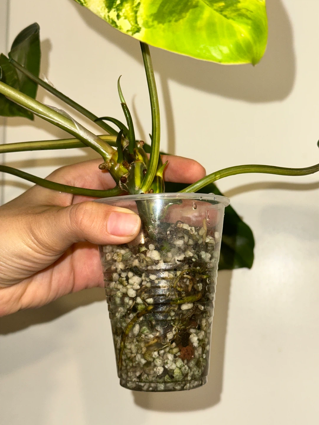 Philodendron Burle Marx Variegated Plant - photo 4