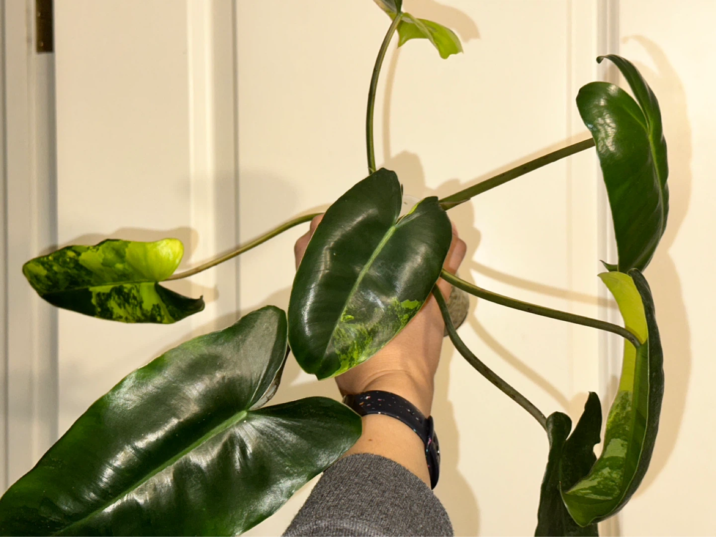 Philodendron Burle Marx Variegated Plant - photo 3