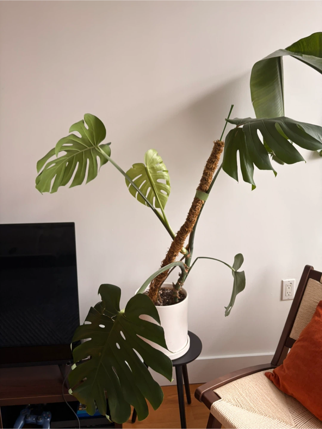 Small Monstera Plant with Moss Pole 🥕