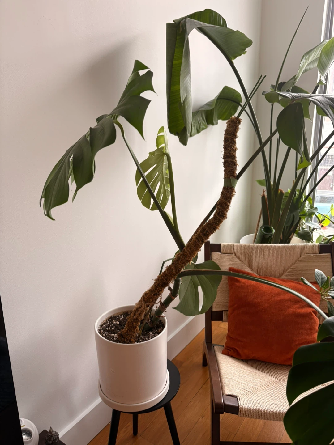Small Monstera Plant with Moss Pole 🥕 - photo 2
