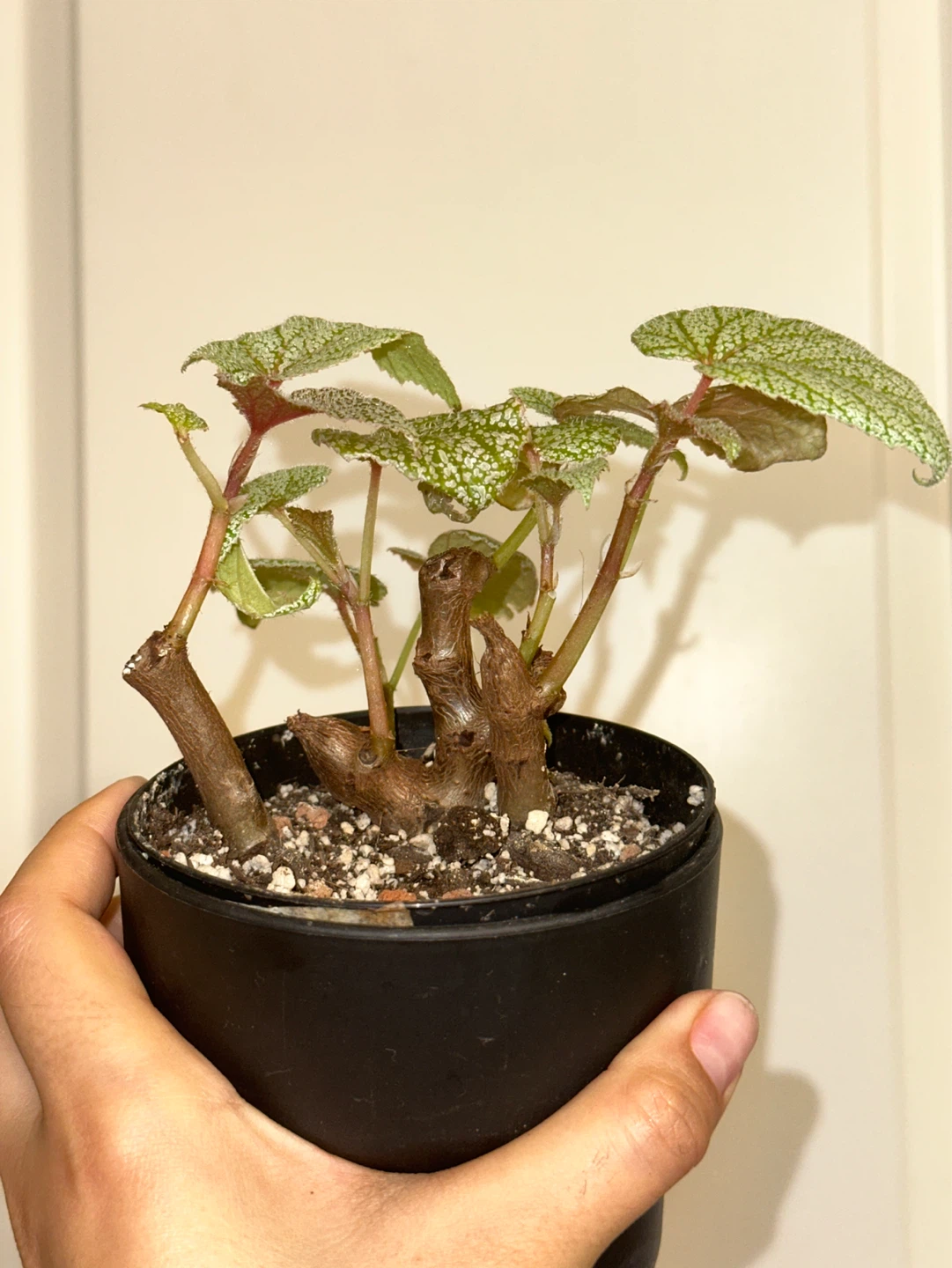 Begonia Sinbad Plant - photo 2