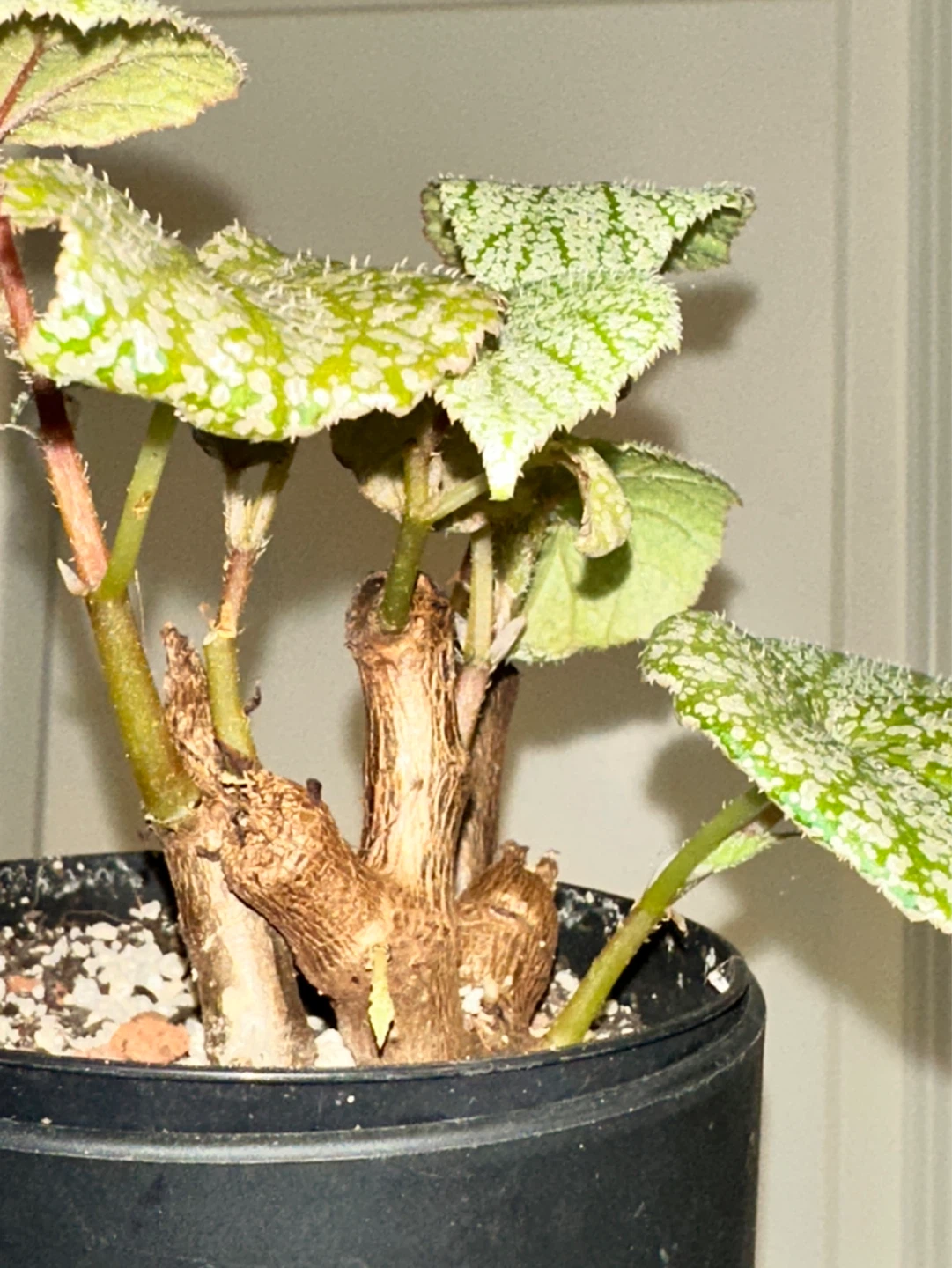 Begonia Sinbad Plant - photo 3