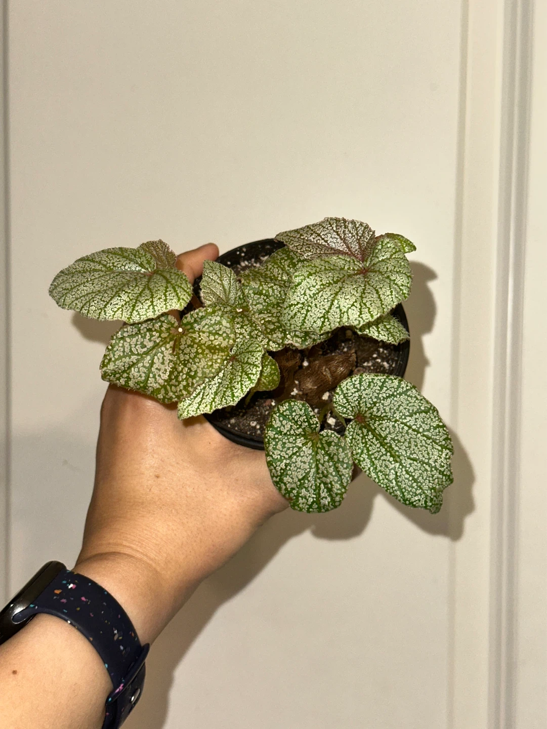 Begonia Sinbad Plant