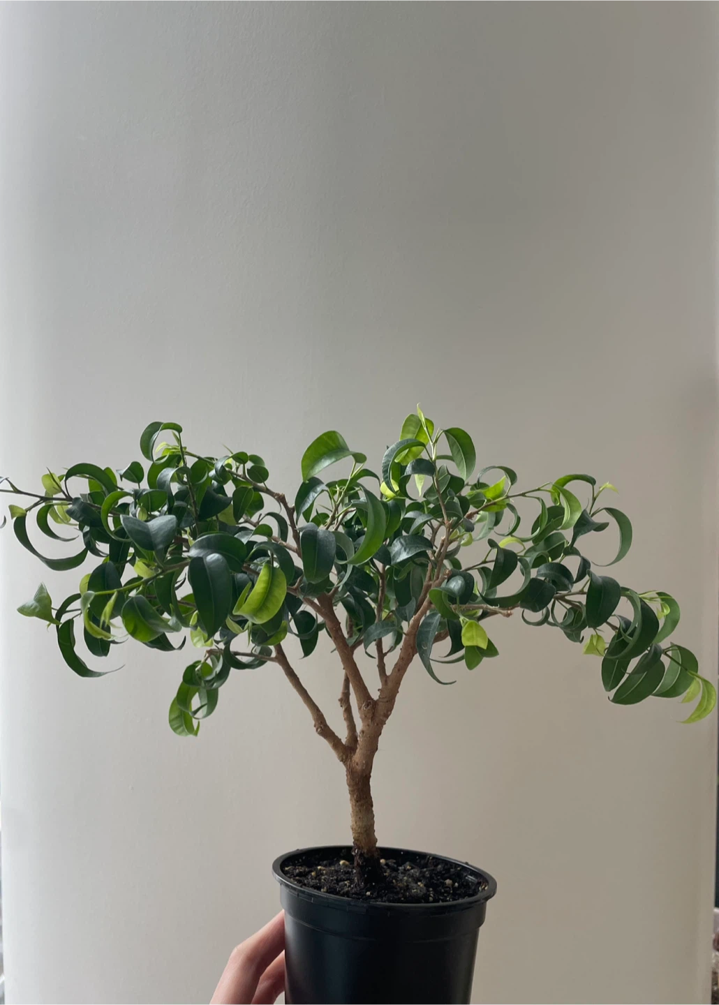 Ficus Benjamina Bonsai Tree in Pot - photo 2
