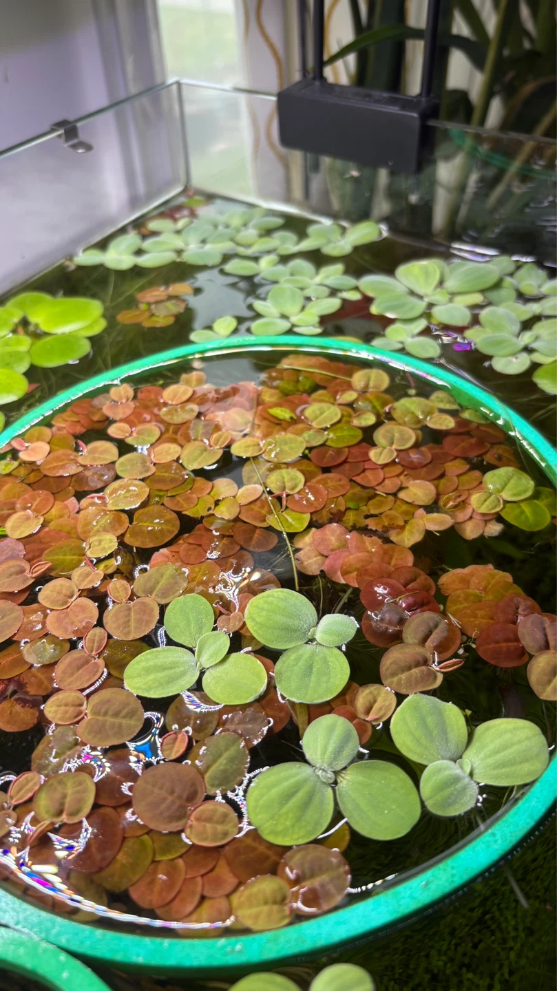 Frogbits & red root floaters & water lettuce