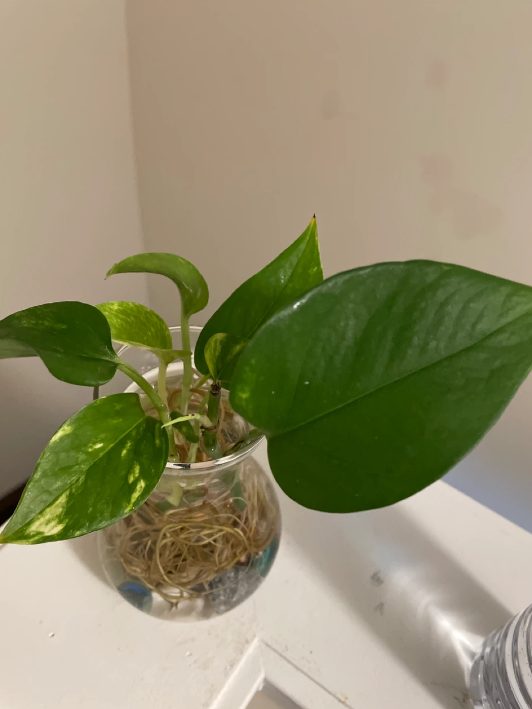 Pothos Plant Cutting in Glass Vase - photo 3