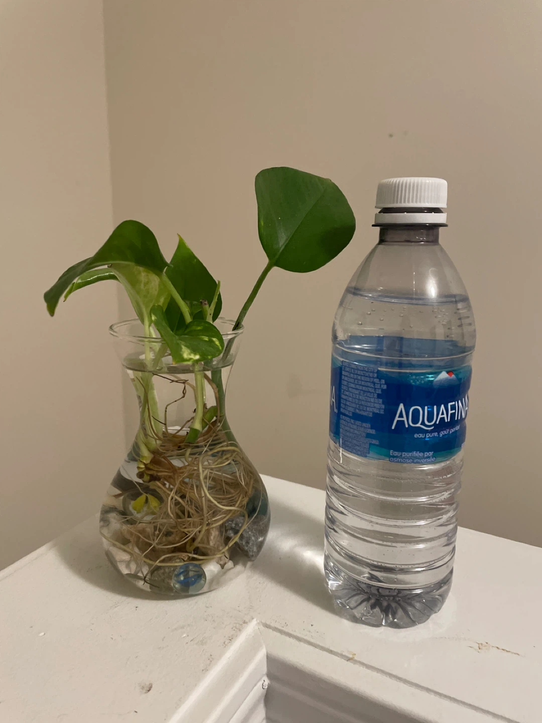 Pothos Plant Cutting in Glass Vase - photo 2