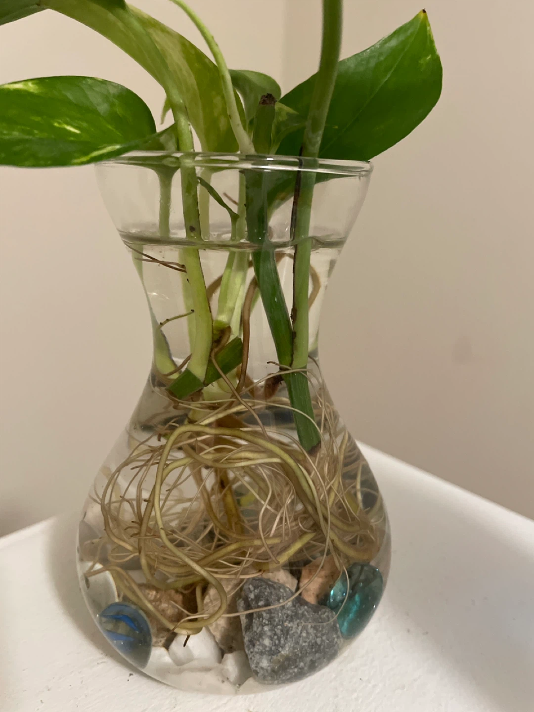 Pothos Plant Cutting in Glass Vase - photo 4