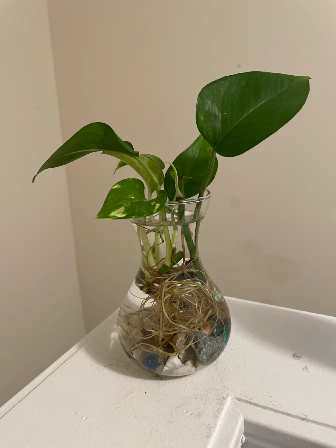 Pothos Plant Cutting in Glass Vase