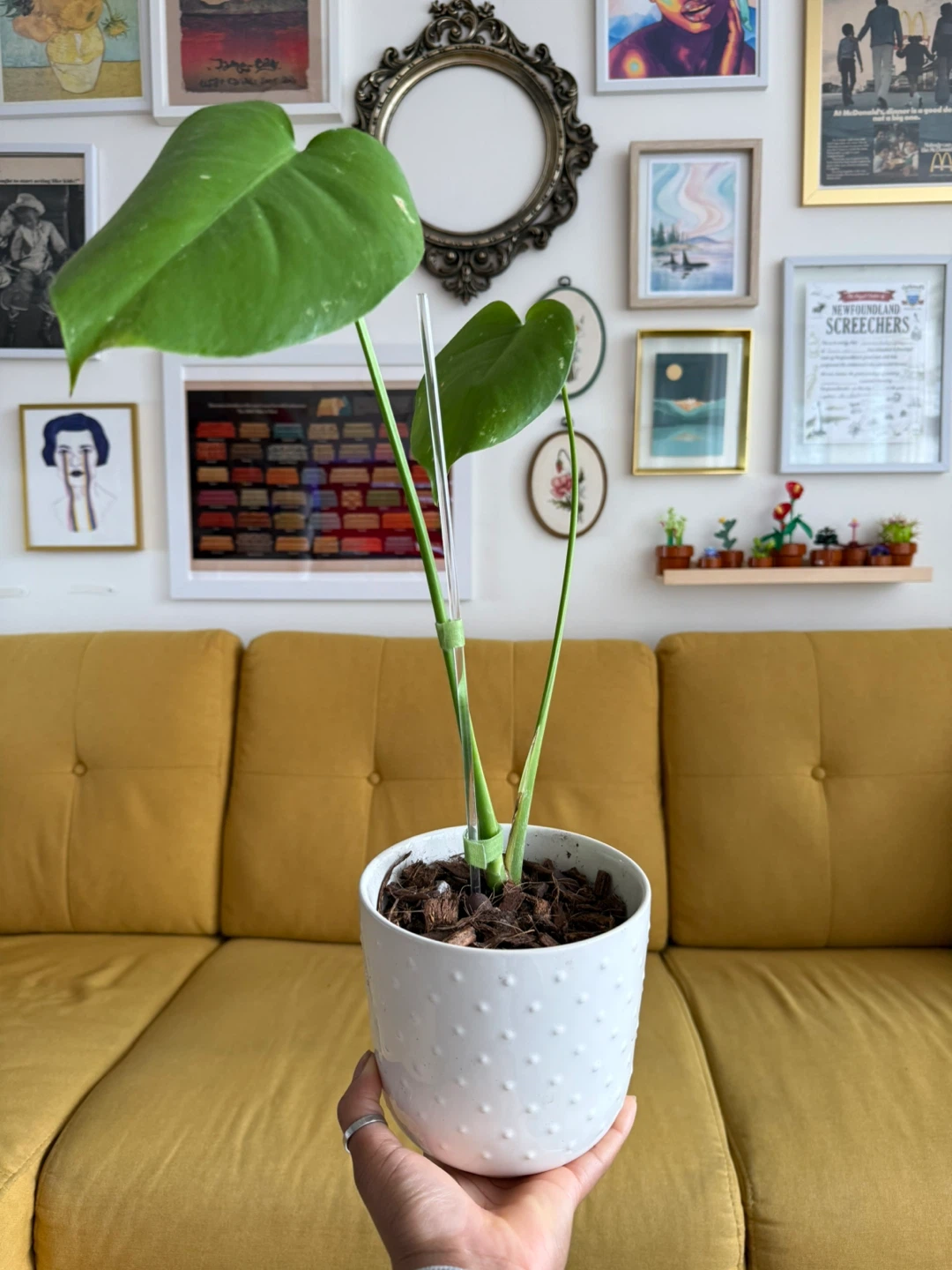 Monstera Deliciosa Plant in White Potted Planter