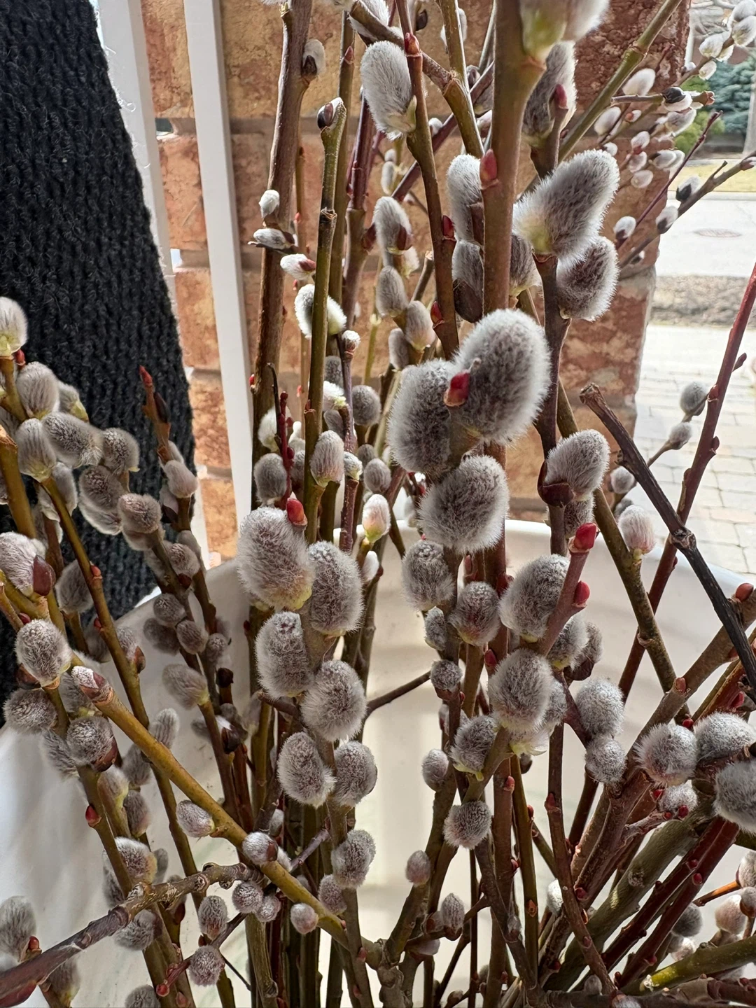 Pussy Willow Branches