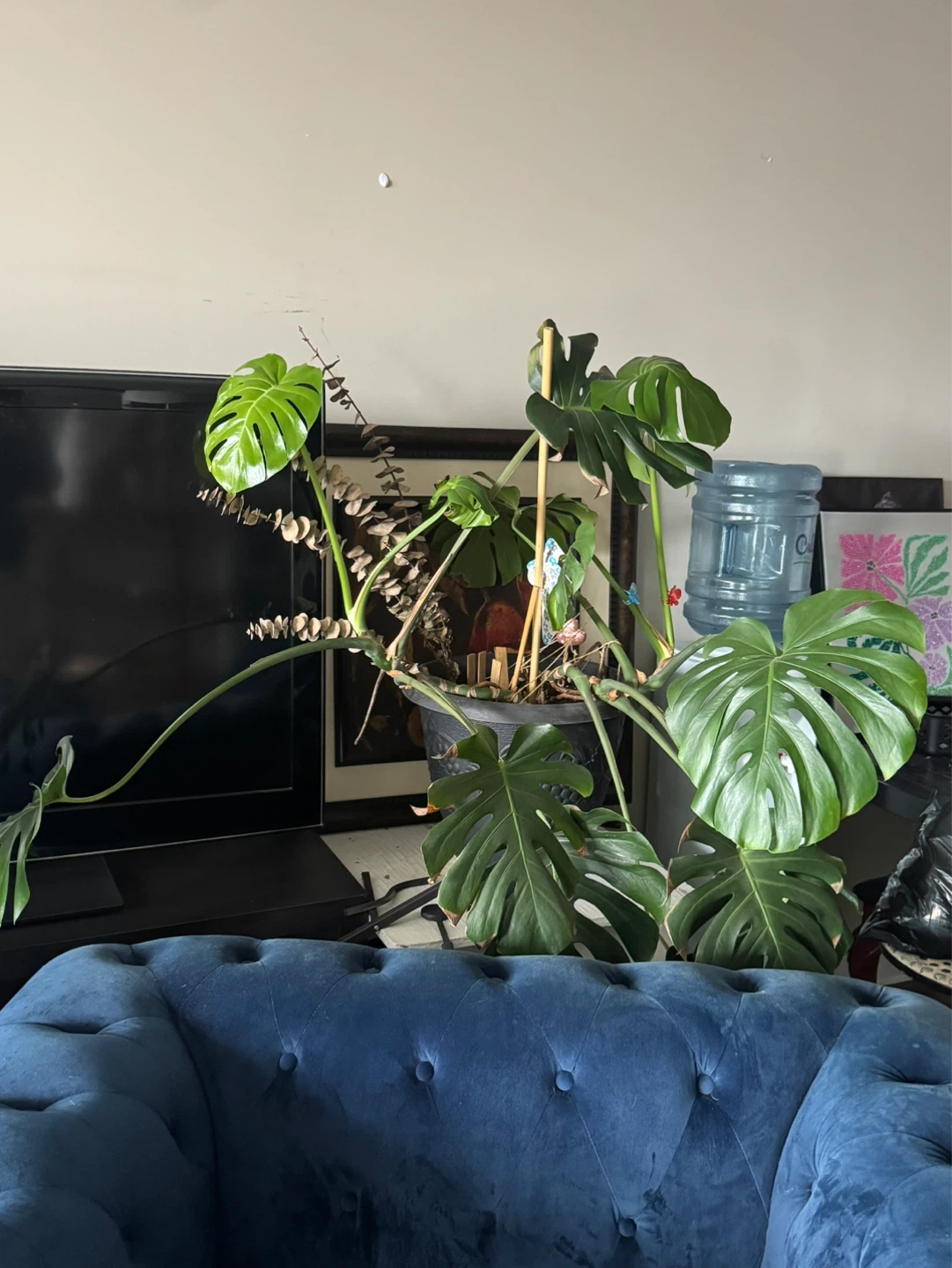 Monstera Deliciosa Plant