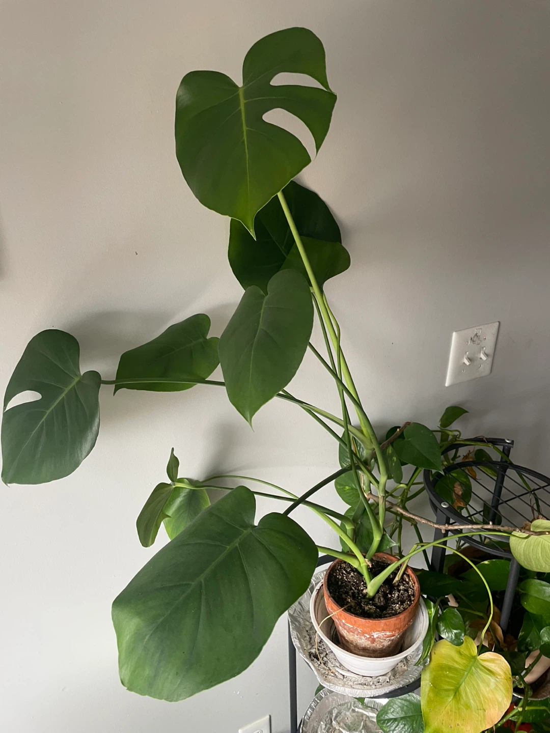 Monstera Deliciosa Plant
