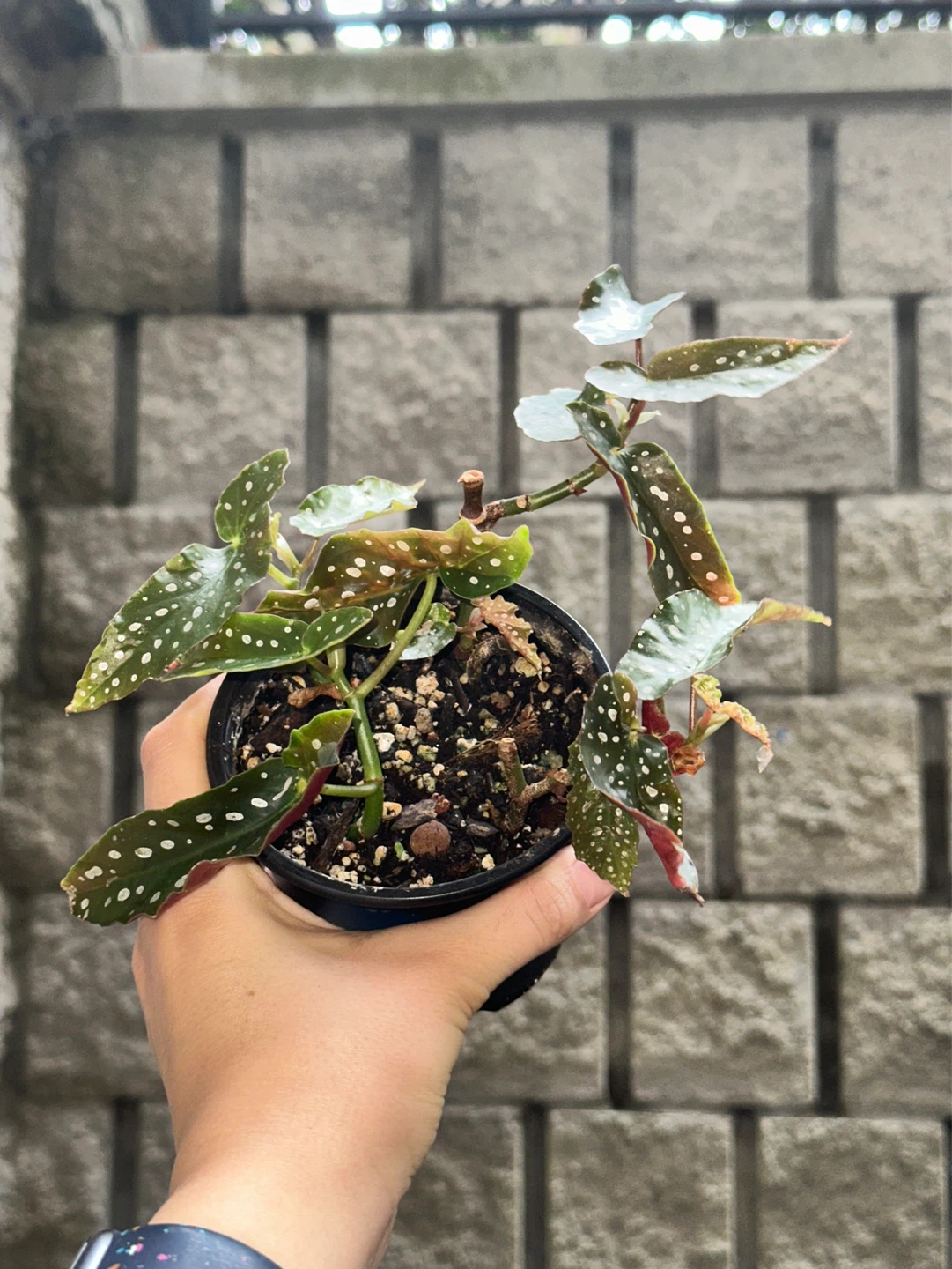Begonia Maculata Plant