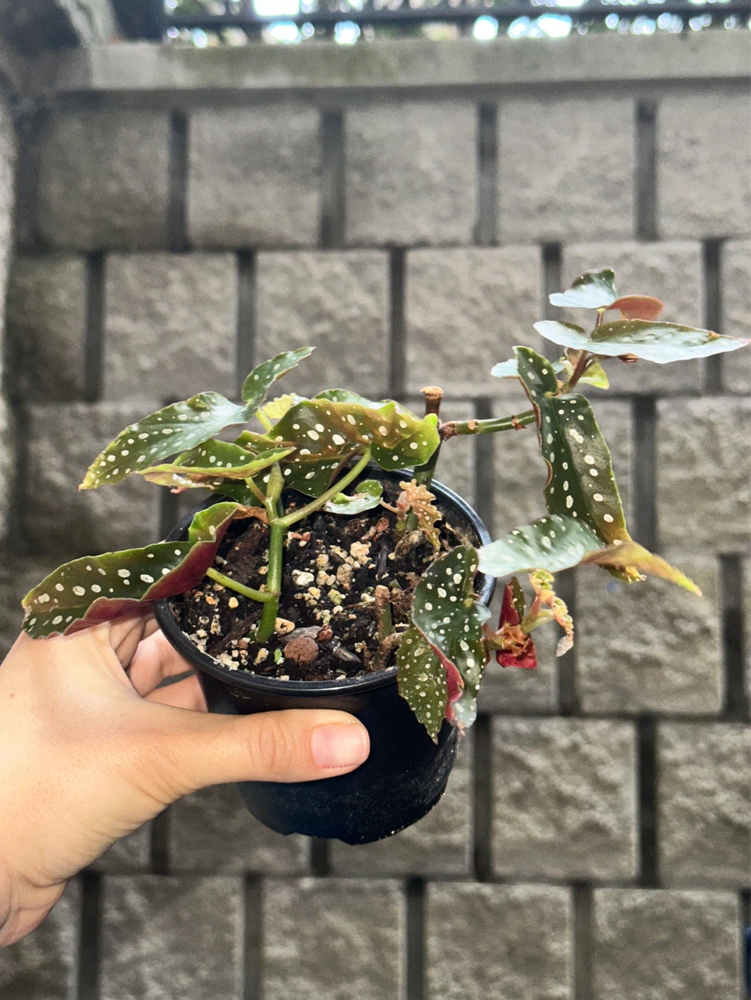 Begonia Maculata Plant - photo 2