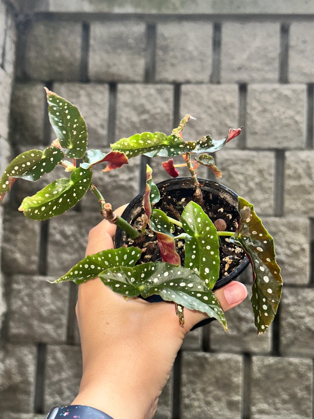 Begonia Maculata Plant - photo 3