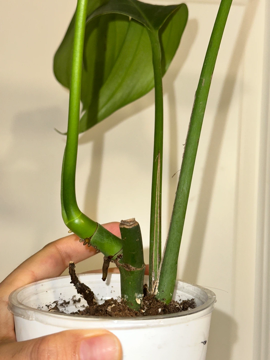Raphidophora Decursiva Plant - photo 3