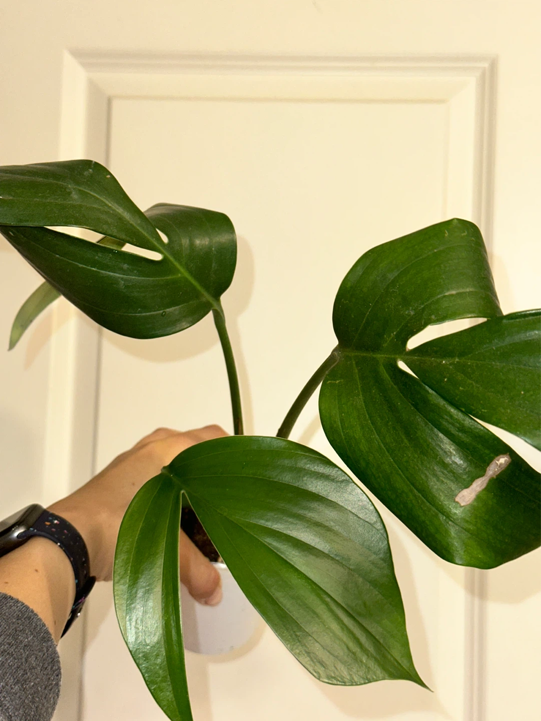 Raphidophora Decursiva Plant - photo 2