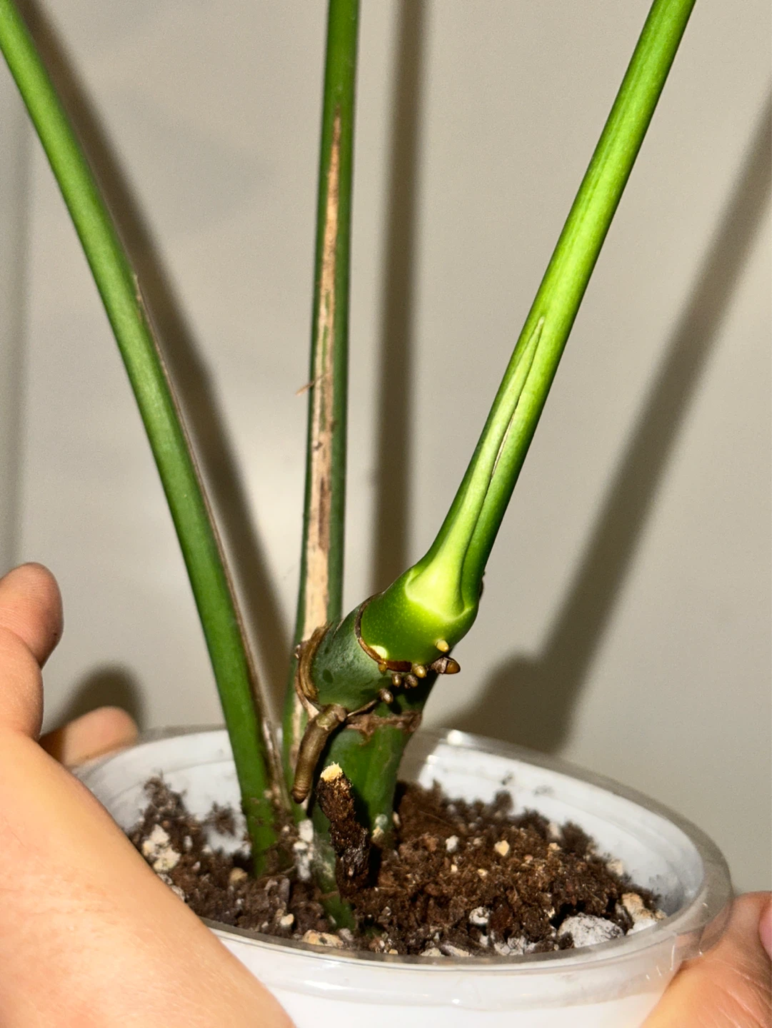 Raphidophora Decursiva Plant - photo 4