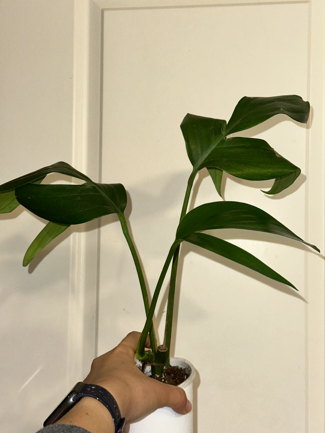 Raphidophora Decursiva Plant