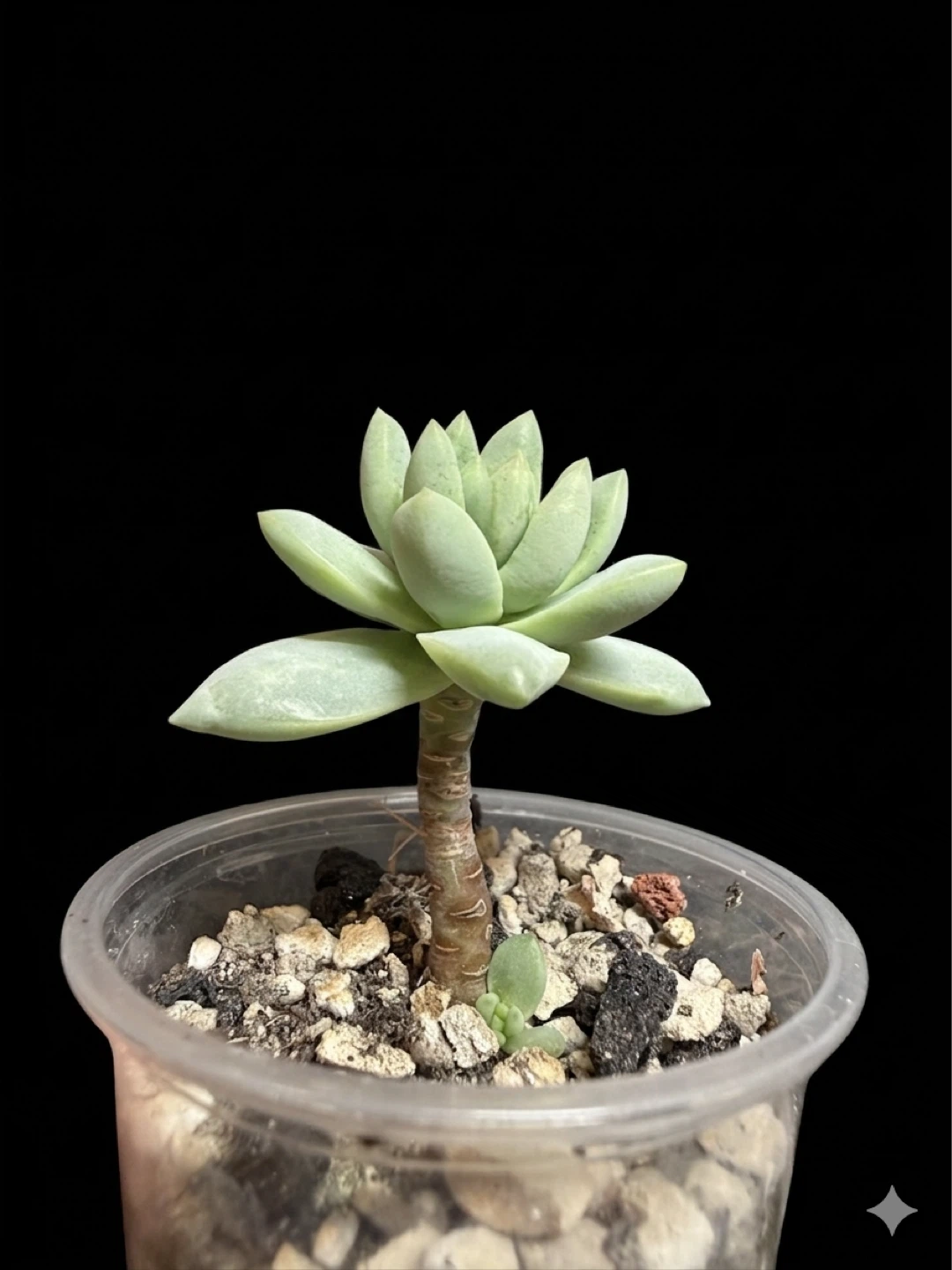Stunning mature Pachyveria succulent plant