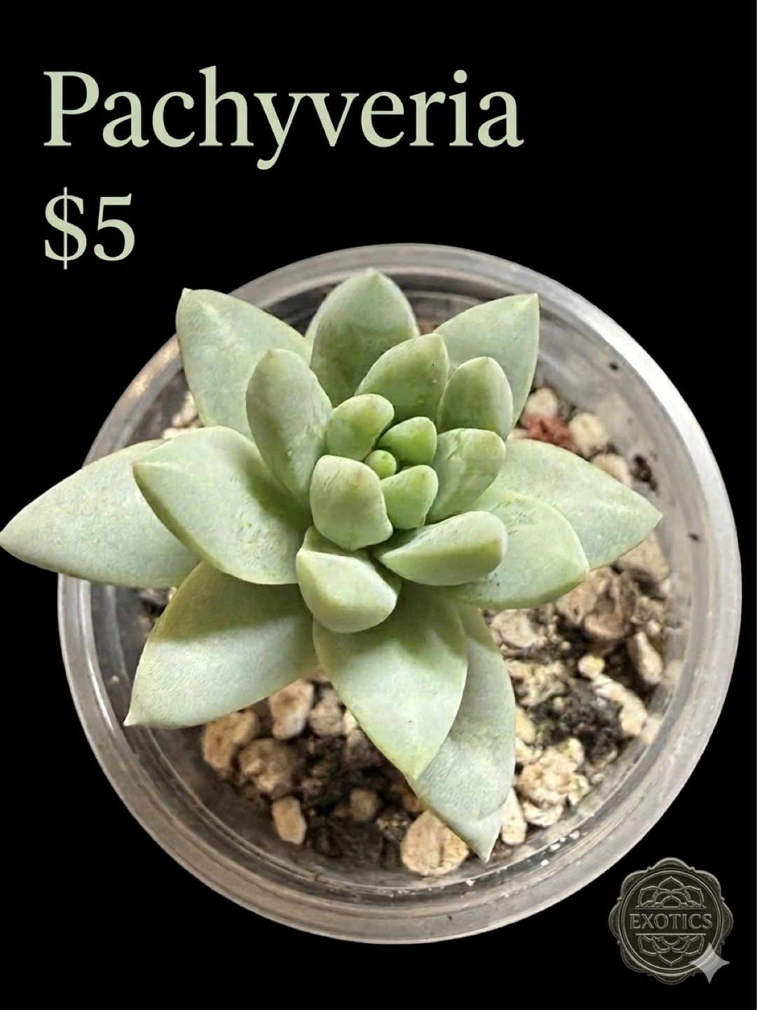 Stunning mature Pachyveria succulent plant - photo 2