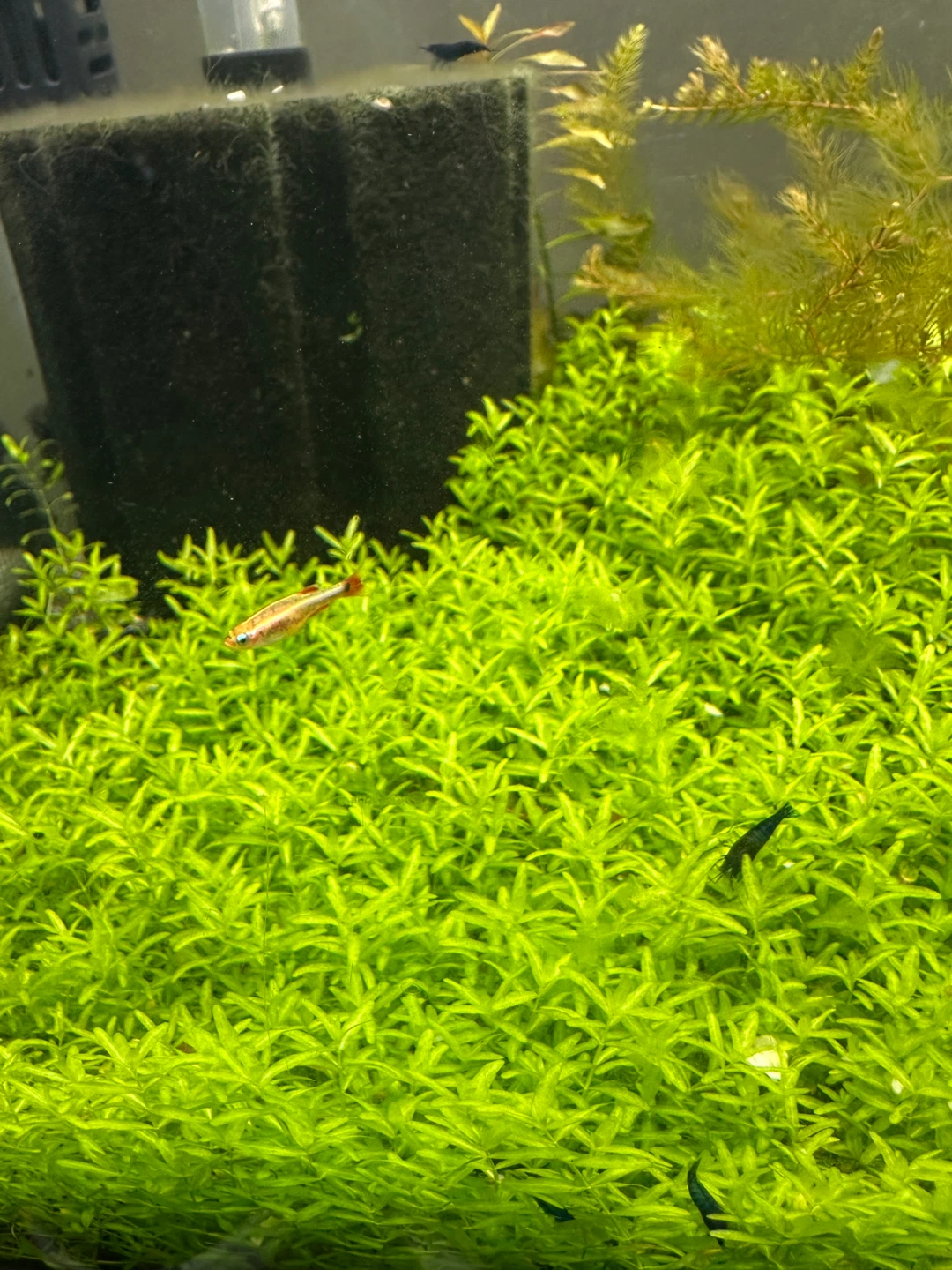 Aquarium Plant: Pearlweed - photo 2