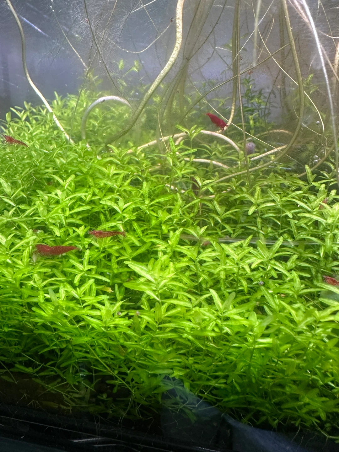 Aquarium Plant: Pearlweed - photo 3