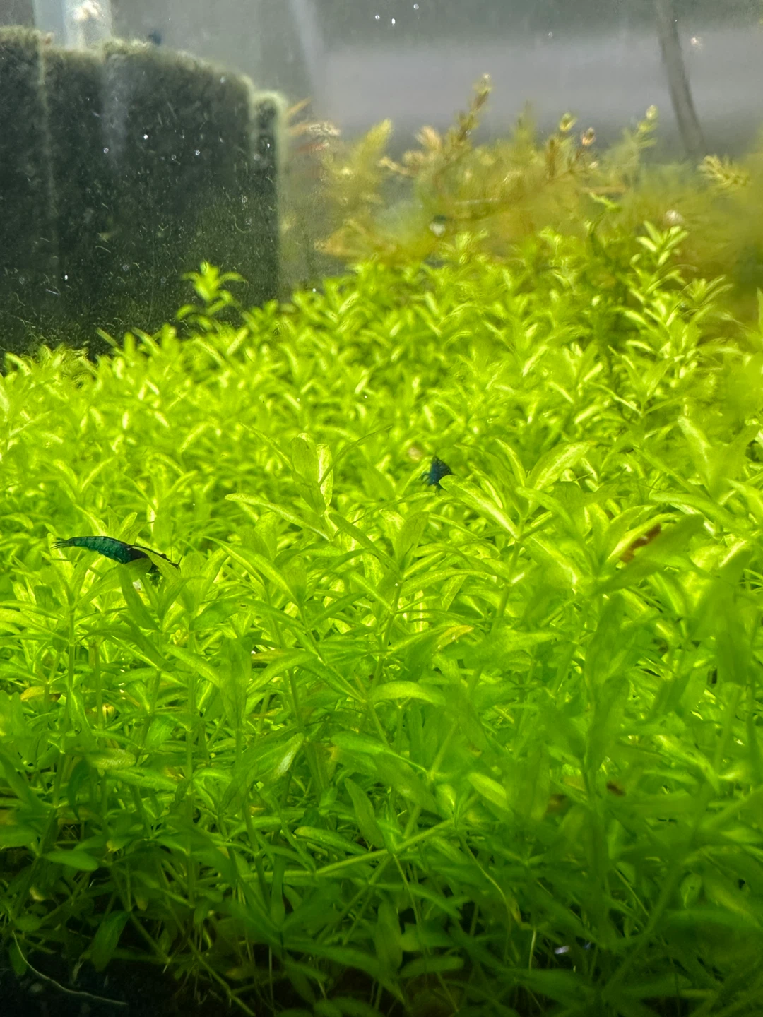 Aquarium Plant: Pearlweed