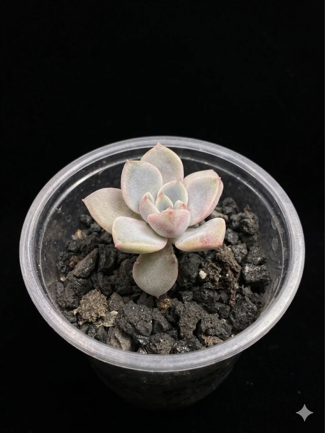 Echeveria Succulent Plant - photo 2