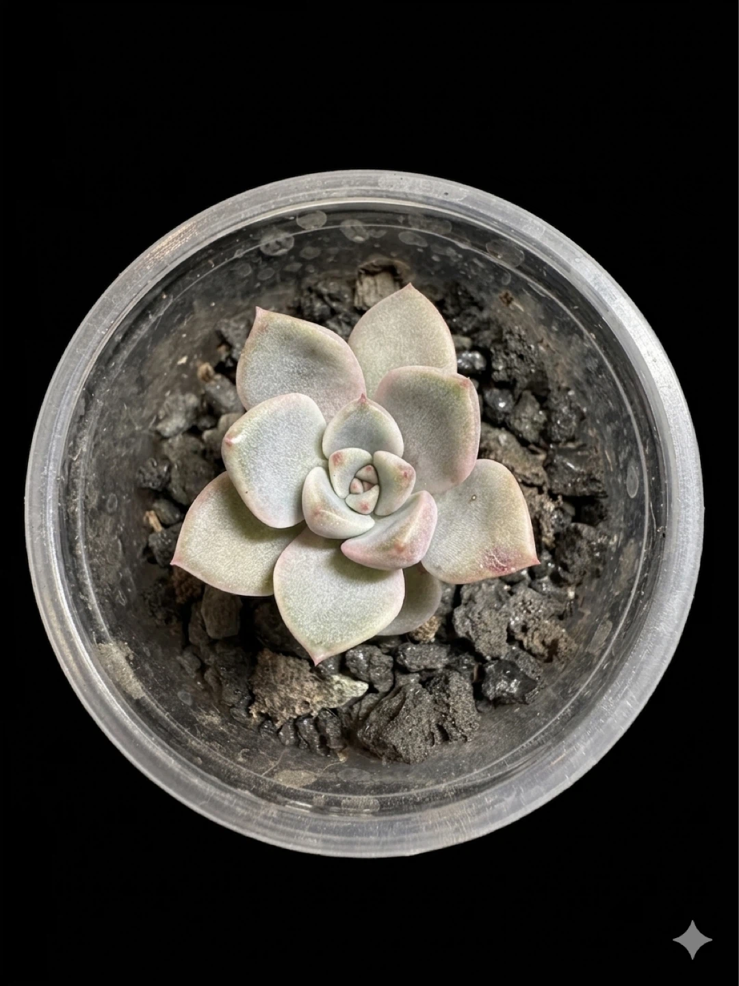 Echeveria Succulent Plant