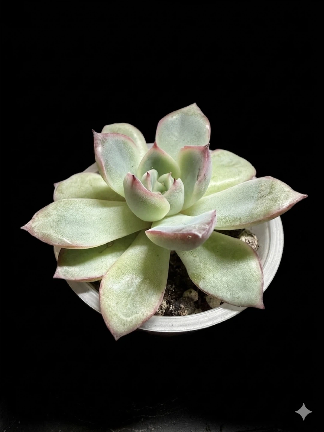 Echeveria Succulent Plant in Pot - photo 2