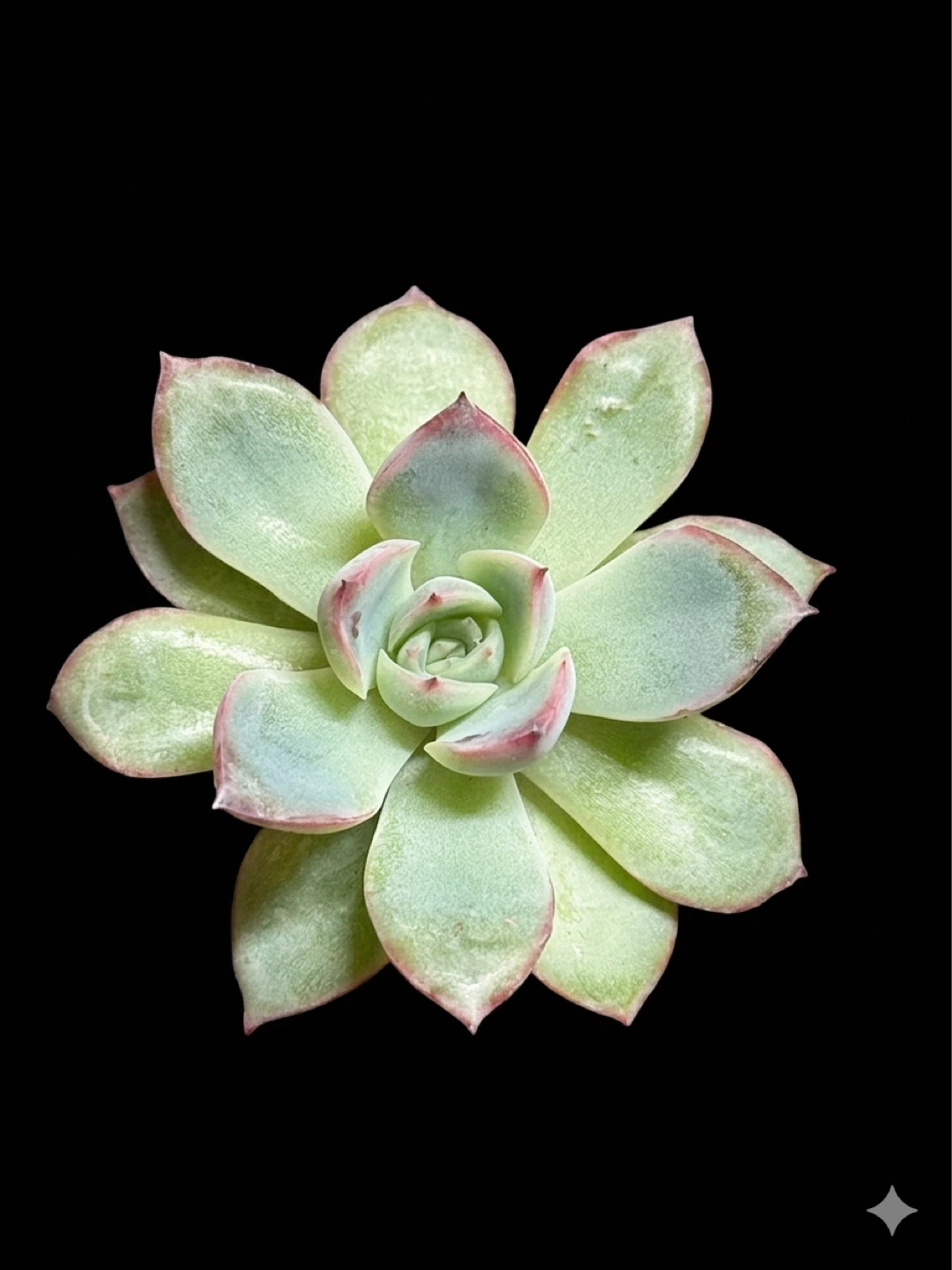 Echeveria Succulent Plant in Pot