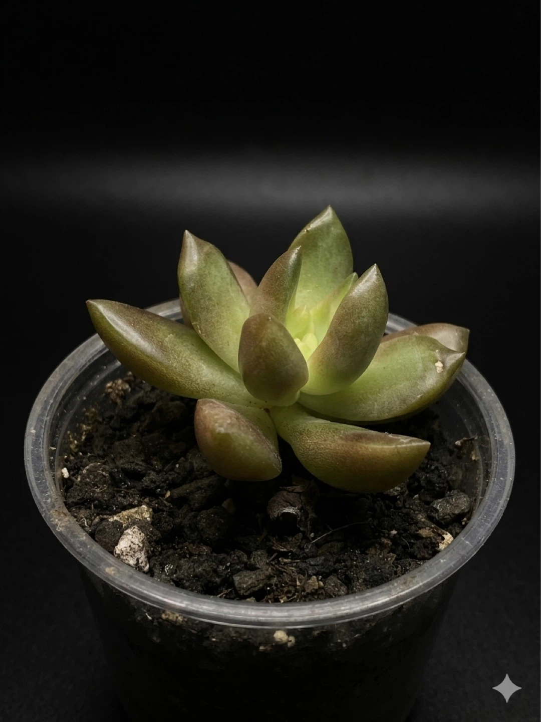 Healthy Coppertone Stonecrop - photo 2
