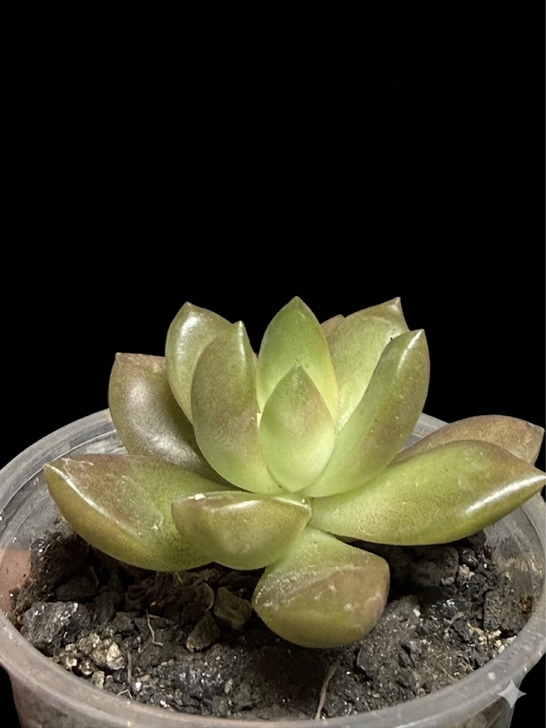 Healthy Coppertone Stonecrop