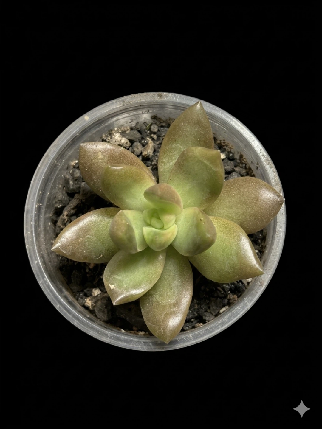 Healthy Coppertone Stonecrop - photo 3