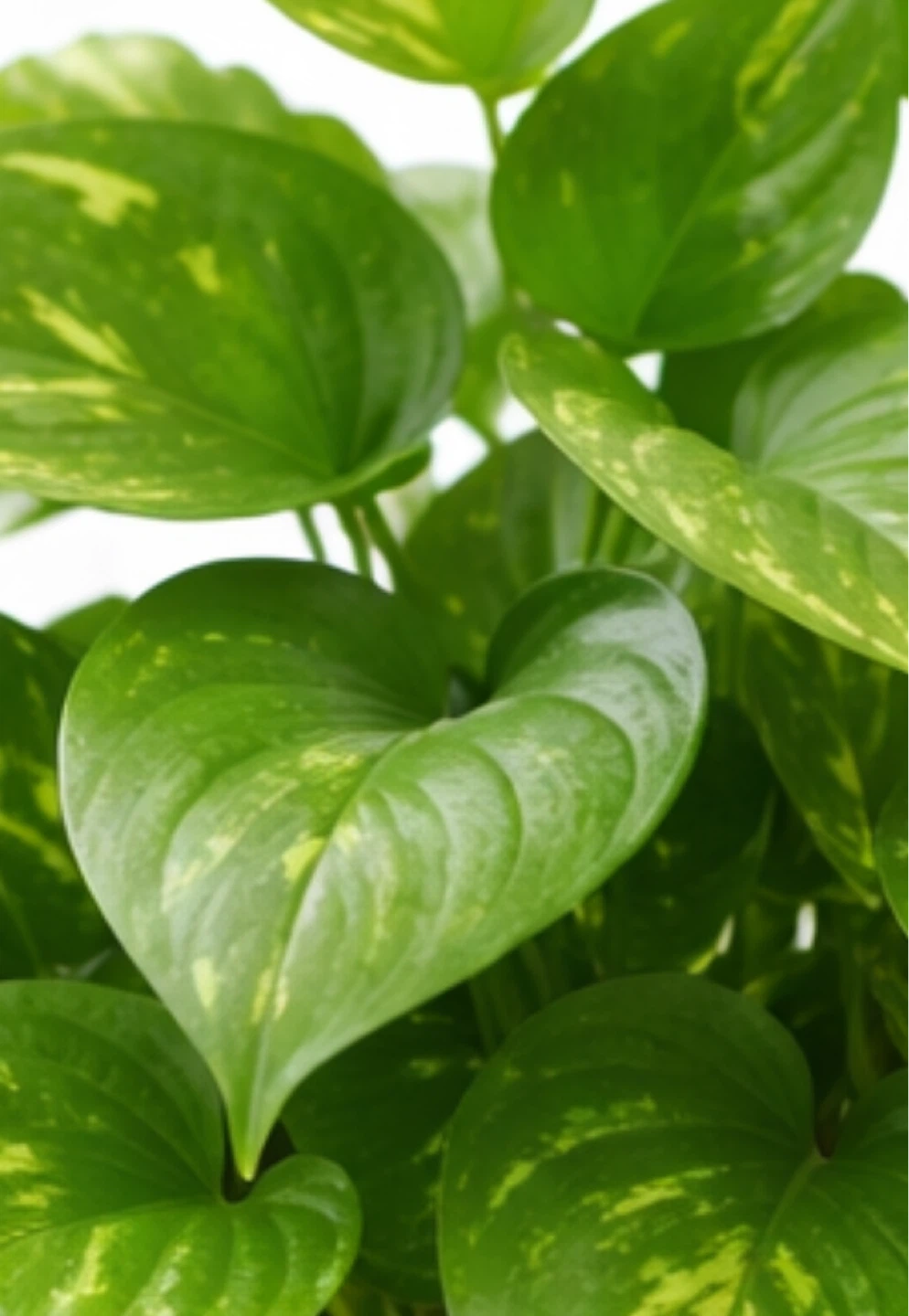 Pothos - money plant