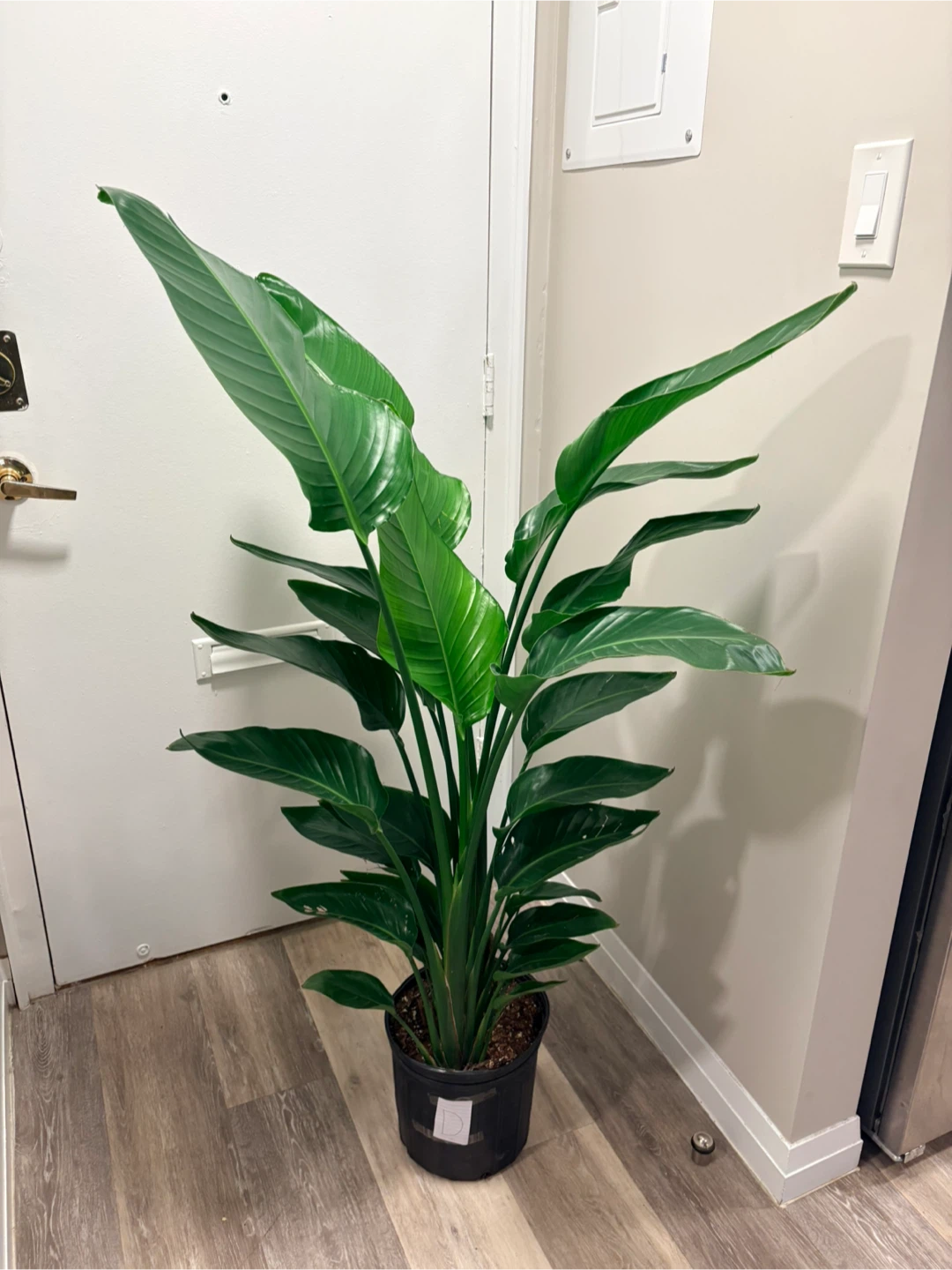 Bird of Paradise Plant