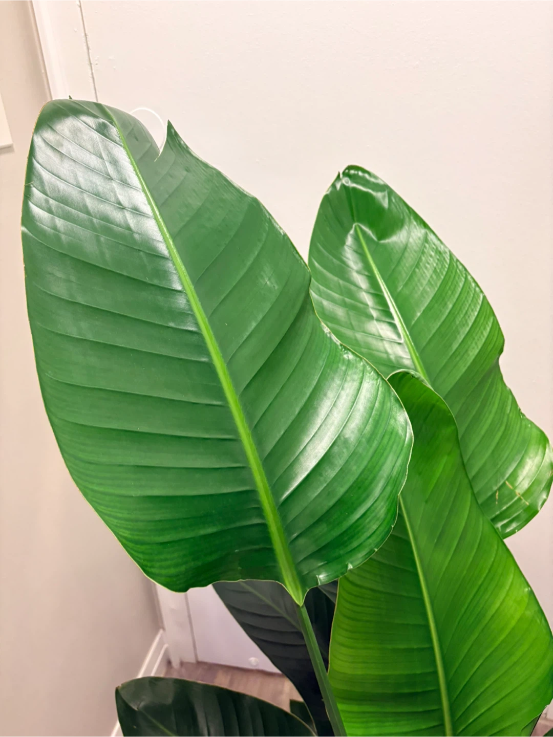 Bird of Paradise Plant - photo 4