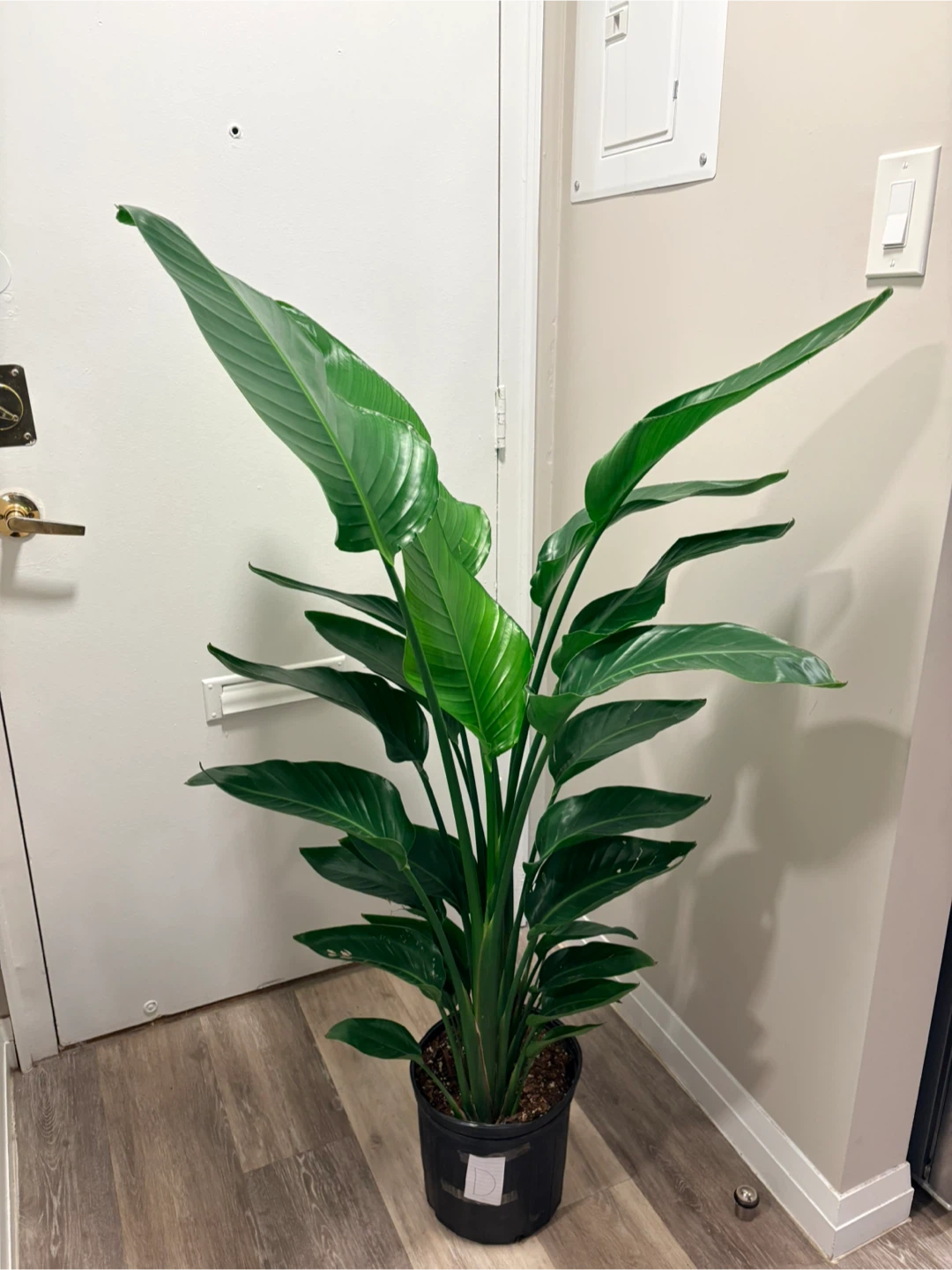 Bird of Paradise Plant - photo 2